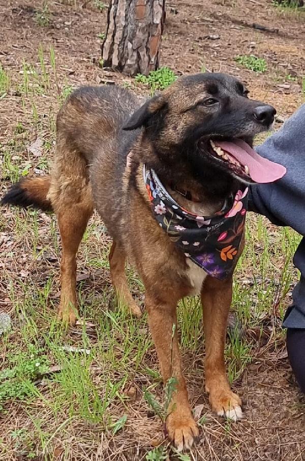 Carrie, simil Pastore del Caucaso Foto 5